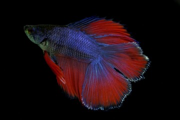 Rainbow colored Siamese fighting fish, Betta splendens, with a black background.