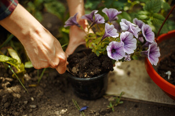 Woman planting a flower in a pot in a garden. Closeup of the female hands putting flower into the soil. Home gardening and botanic concept.