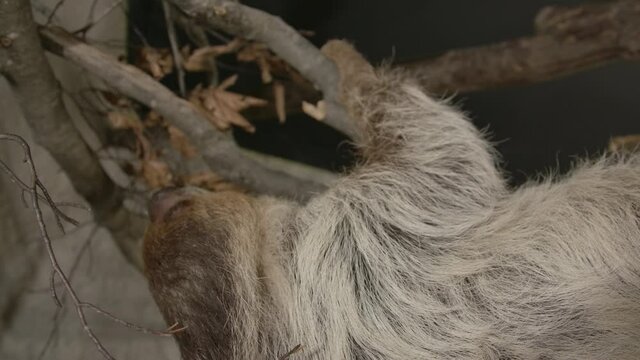 A two toed sloth hanging in a tree close to the camera slow motion cinematic