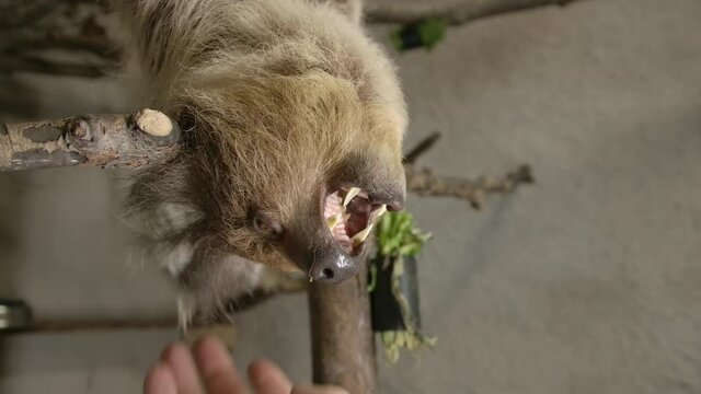 A two toed sloth hanging in a tree close to the camera slow motion cinematic