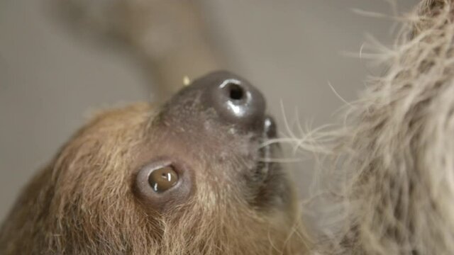 A two toed sloth hanging in a tree close to the camera slow motion cinematic