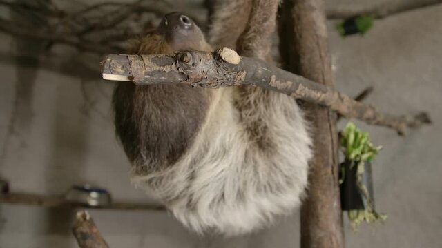 A two toed sloth hanging in a tree close to the camera slow motion cinematic