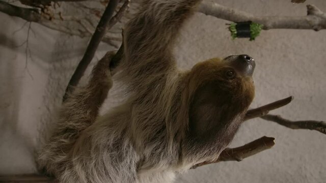 A two toed sloth hanging in a tree close to the camera slow motion cinematic