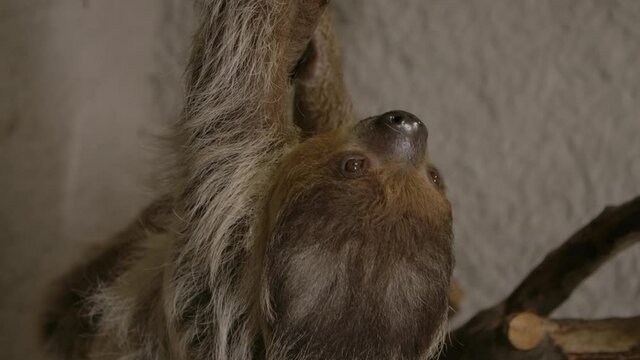 A two toed sloth hanging in a tree close to the camera slow motion cinematic