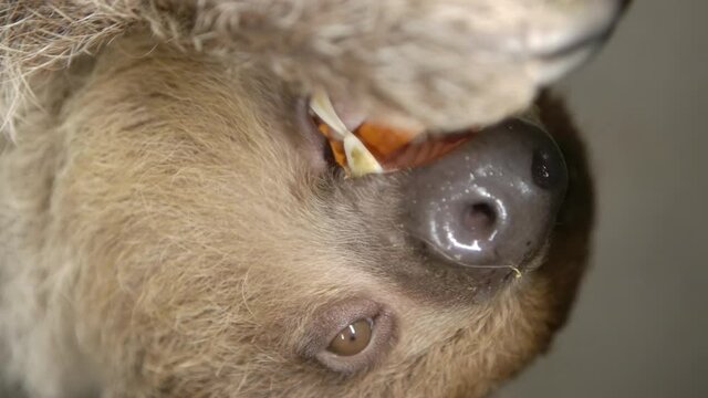 A two toed sloth hanging in a tree close to the camera slow motion cinematic