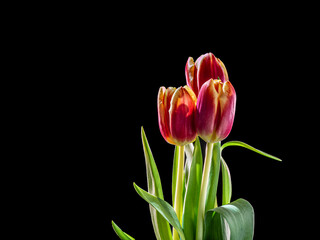 Three tulips isolated on black background. isolated flower