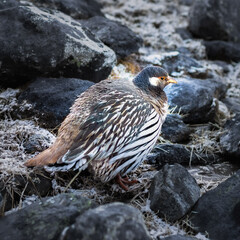 Himalayan snowcock bird (Tetraogallus himalayensis) among stones. Sagarmatha, Khumbu Region, Himalaya, Nepal