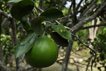 tree with fruits lime 