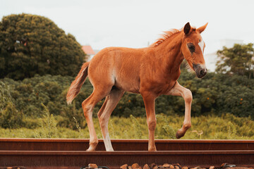 Horse Power 02
