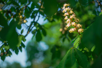 Obraz premium chestnut Flowers and buds on in spring. Bright green leaves close up. Background for spring screensavers on phone. rebirth of nature. Blooming buds on trees.