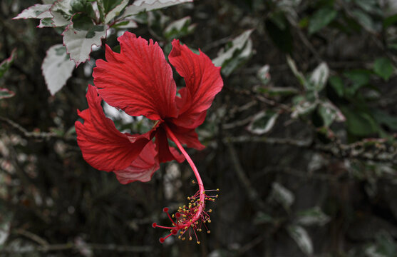 Red Colombian Flower