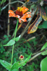 sick flower in Colombia