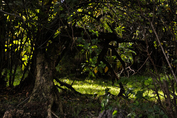 Light in the colombian forest