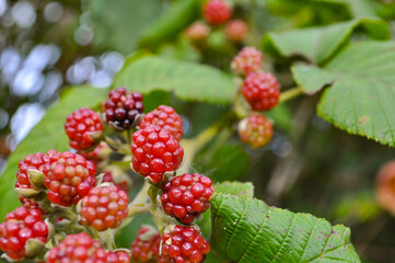 Wild Colombian Berries 