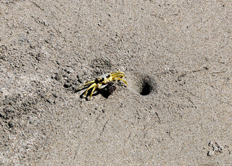 crab on sand