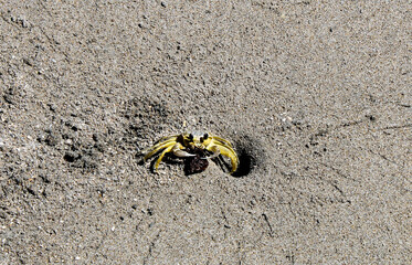 crab on the beach