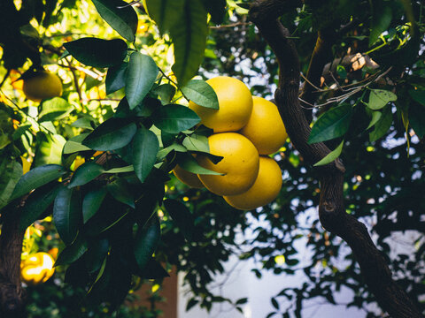 Close up of pomelos or grapefuits in Cordoba, Andalusia, Spain