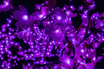 luz