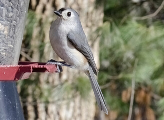 Gray bird sitting on bird feeder in woods profile wings and feathers