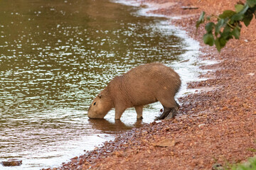 Capivara