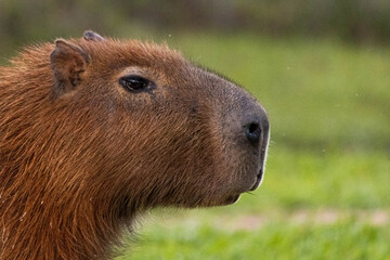 Capivara