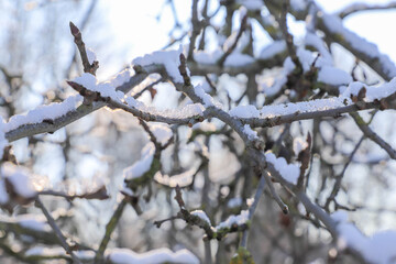 Tree branch with snow in the sun.