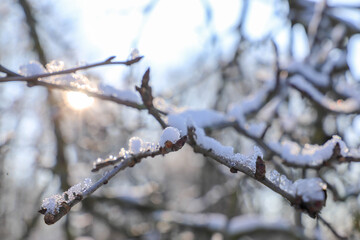 Tree branch with snow in the sun.
