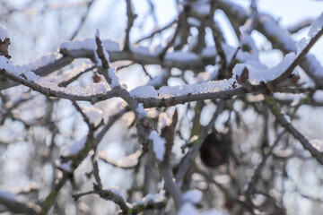 Tree branch with snow in the sun.
