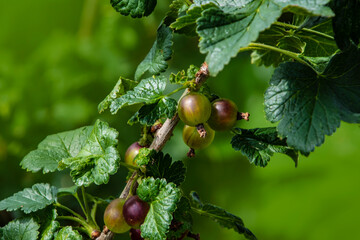 Fresh green gooseberries. Green berries close-up on a gooseberry branch. Young gooseberries in the orchard on a shrub. Gooseberries in the orchard.