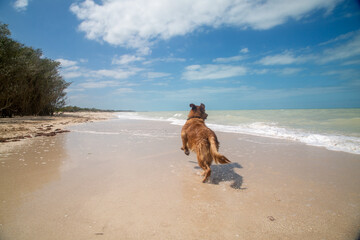 Perro jugando en la playa en un soleado dia de verano