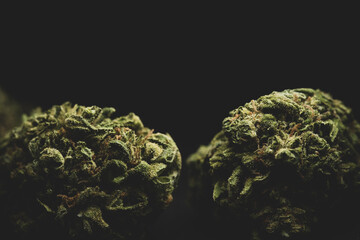 close up portrait of Amnesia Cannabis Marijuana Dry Buds