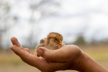 baby chicken in a hand of a child