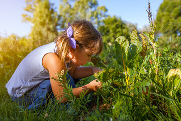 little girl playing on the farm harvesting chard