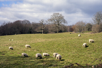 Obraz premium Sheep in a field in England on a winter sunny afternoon