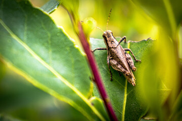 Grilo na folha de erva mate