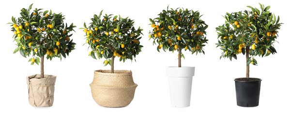 Set of kumquat trees with fruits in flowerpots on white background. Banner design