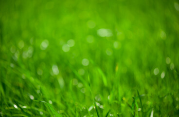 beautiful pink lily, isolated on the white