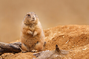 Black-tailed prairie dog, Cynomys ludovicianus, sitting near burrow in sand and looking around. Ground squirrel in nature habitat. Wildlife scene. Animal in alert. Cute rodent from North America.