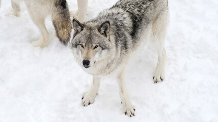 Obraz premium grey wolves of Canada in snowy winter - photo taken while visiting a safari park of Quebec