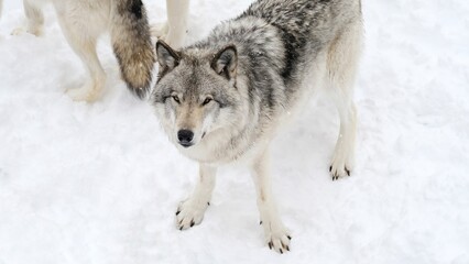 grey wolves of Canada in snowy winter - photo taken while visiting a safari park of Quebec