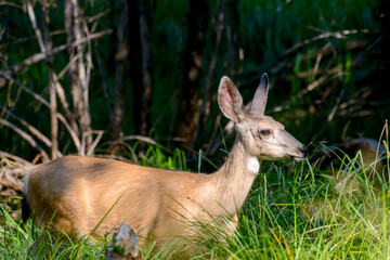 Hirsch