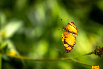 Borboleta amarela
