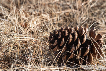 closeup of a pine cone