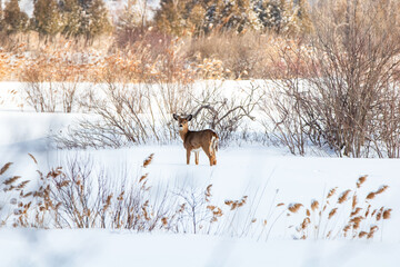 Deer in canadian winter