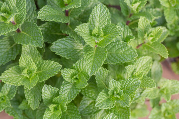 Fototapeta na wymiar Densely arranged green mint leaves，Mentha canadensis
