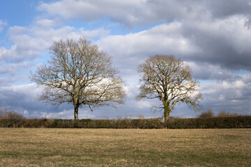 Obraz premium Trees in the countryside in winter