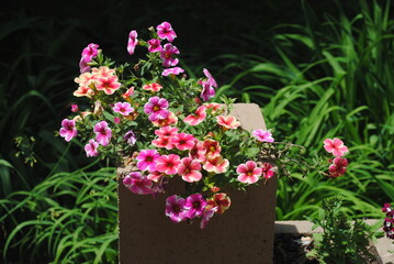 flowers in the garden