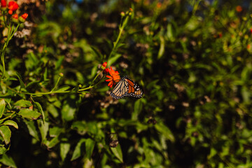 Fototapeta na wymiar mariposa monarca
