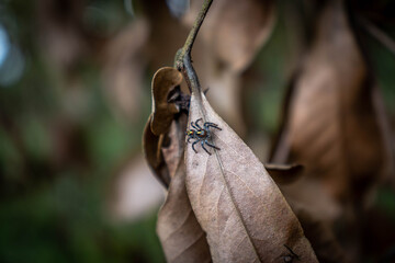 Aranha papa-moscas na folha seca