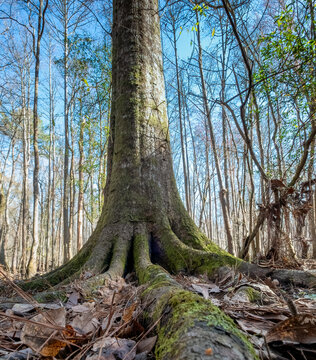 Pignut Hickory (Carya glabra) in General Coffee State Park, Georgia